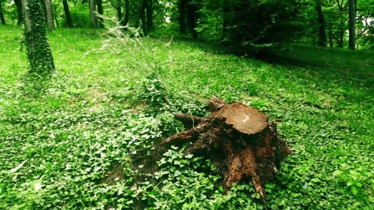 在松树林的小空地上拍摄4K树干视频素材