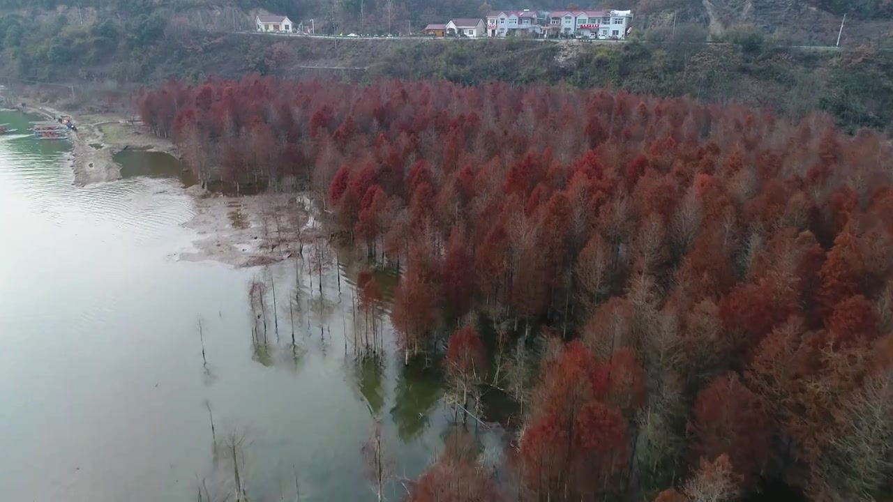 宁国方塘水杉林视频下载