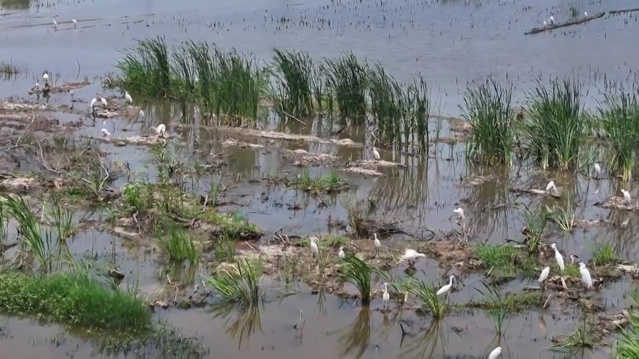 夏日田园中的白鹭视频下载