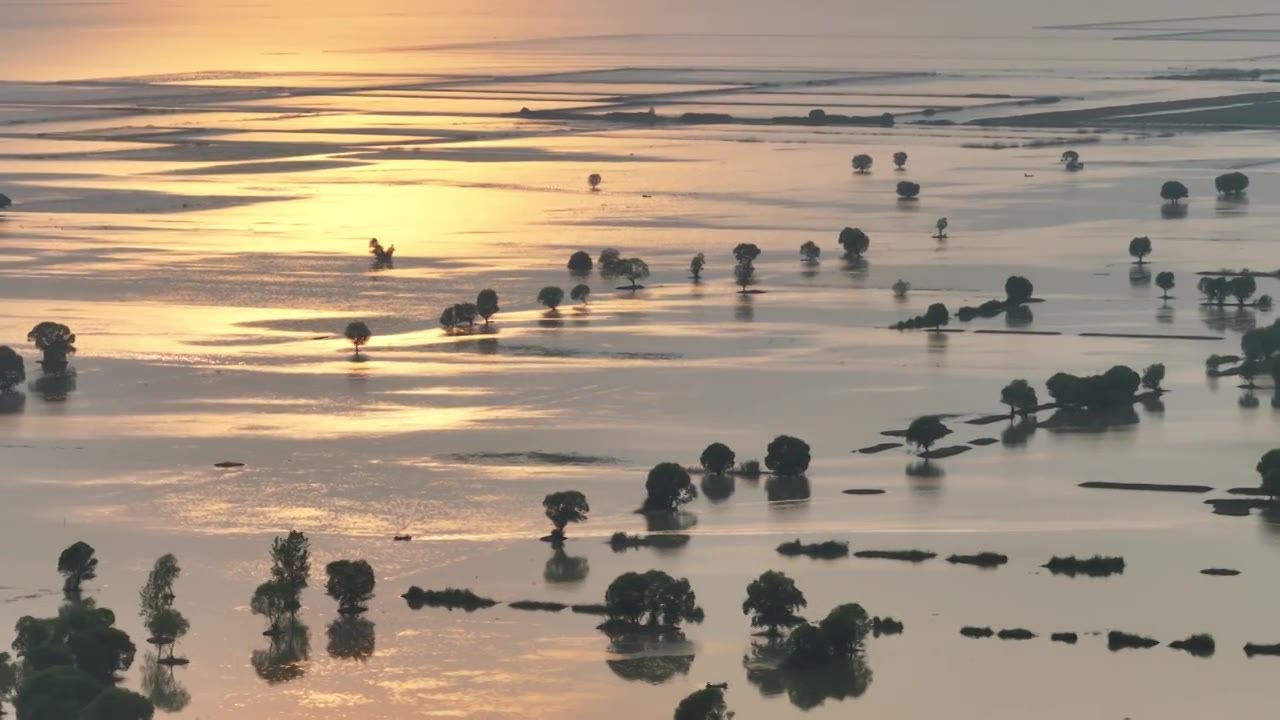 洪泽湖湿地夕阳中的柳树视频素材