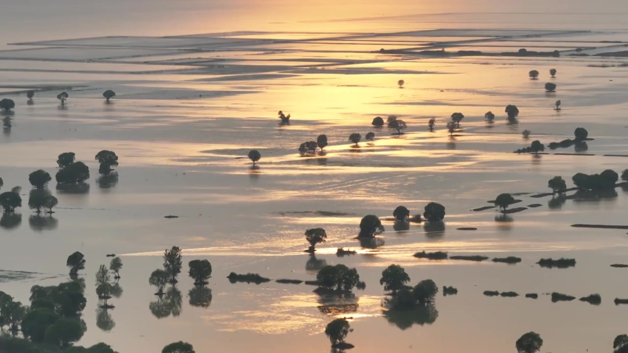 洪泽湖湿地夕阳中的柳树视频下载