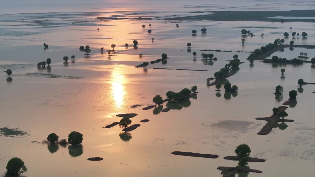 洪泽湖湿地夕阳中的柳树视频下载