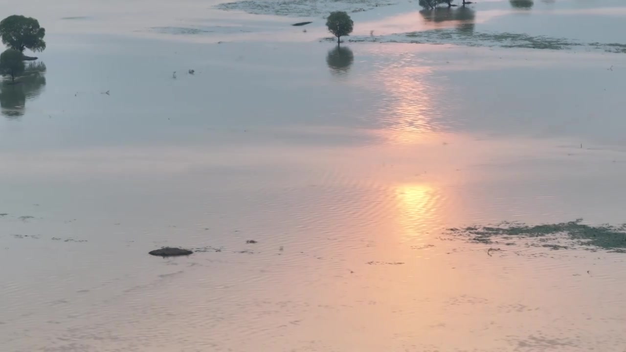 洪泽湖湿地夕阳中的柳树视频下载