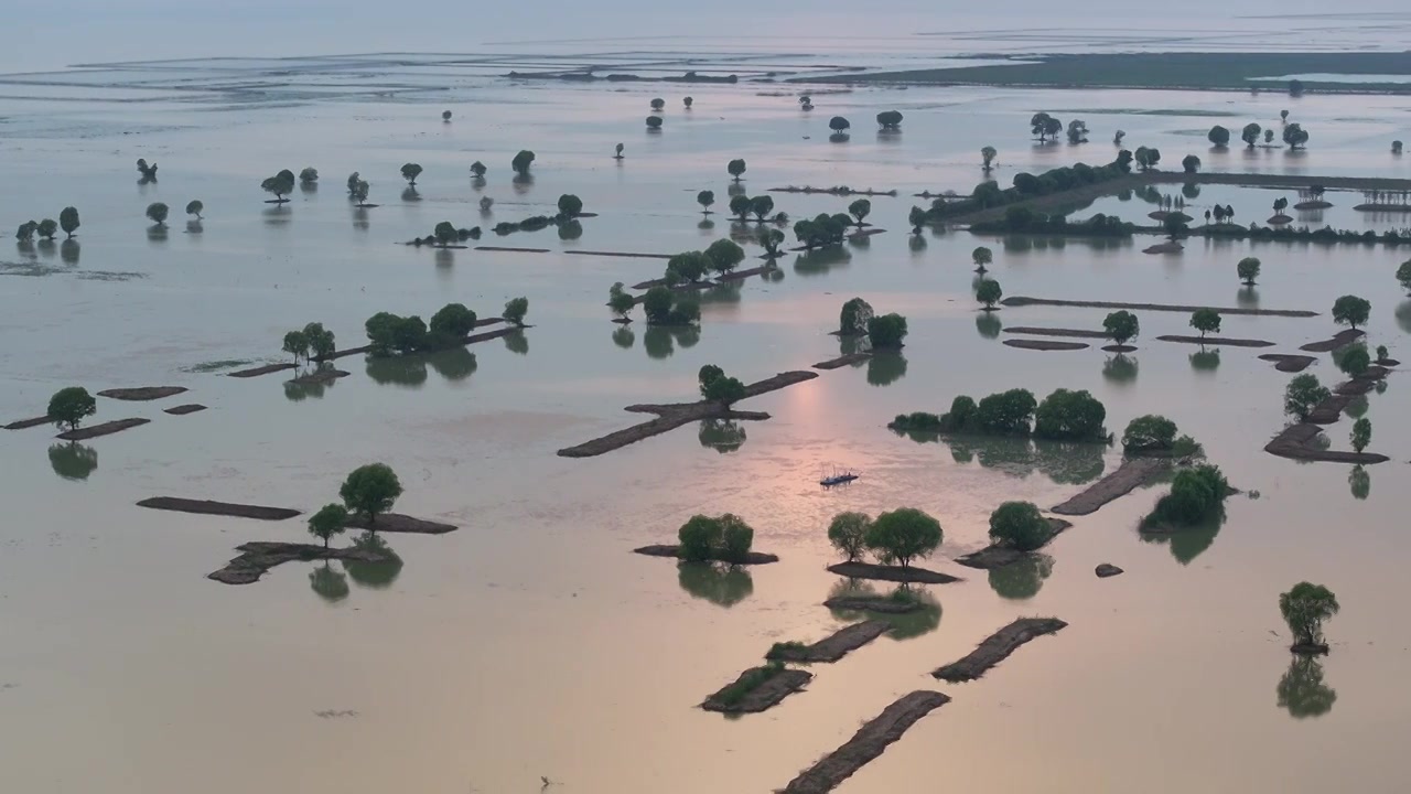 洪泽湖湿地夕阳中的柳树视频下载