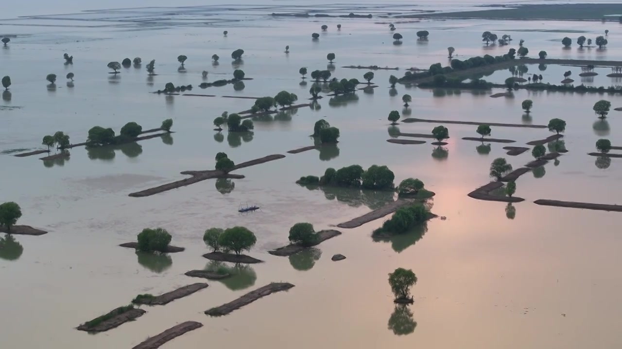 洪泽湖湿地夕阳中的柳树视频下载