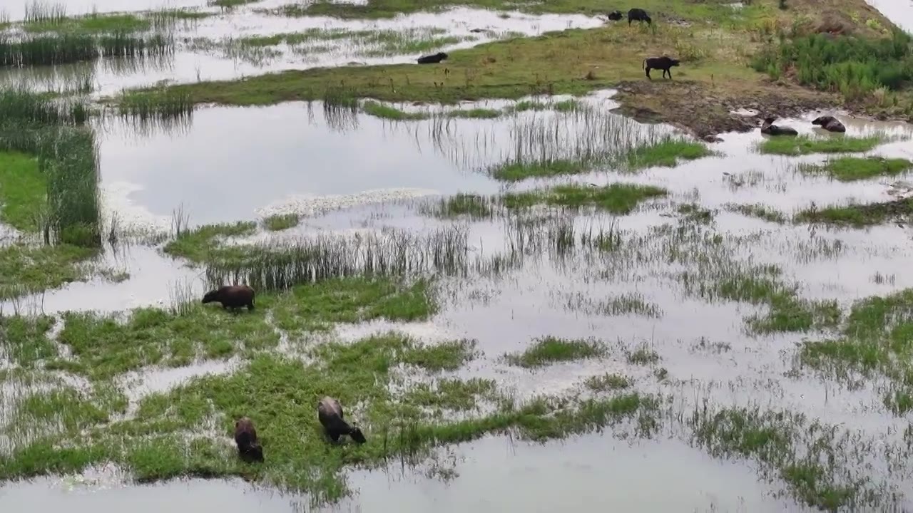 江苏洪泽湖畔生态美视频下载