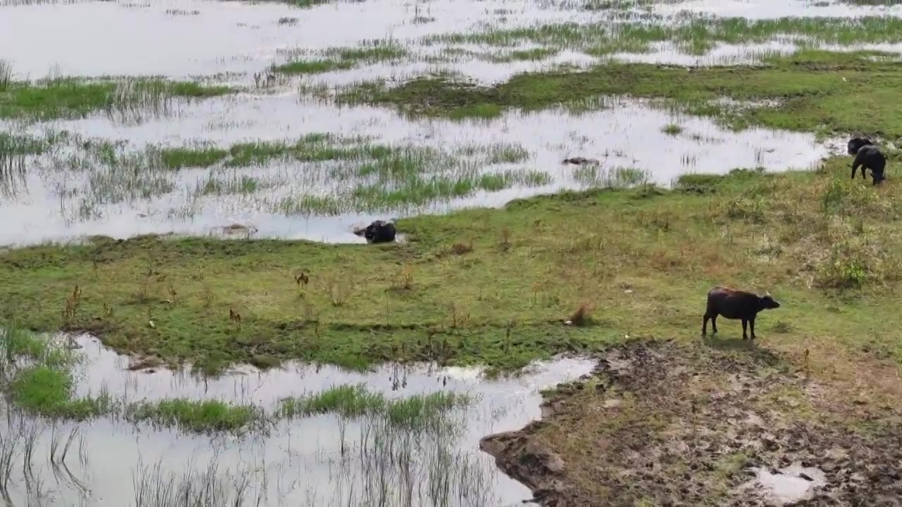 江苏洪泽湖畔生态美视频素材