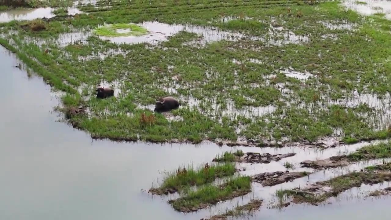 江苏洪泽湖畔生态美视频下载