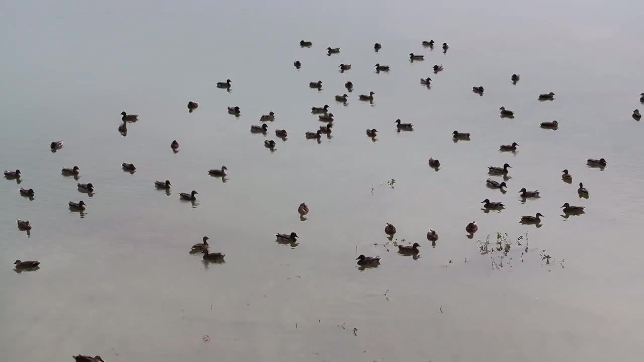 江苏洪泽湖畔生态美视频素材