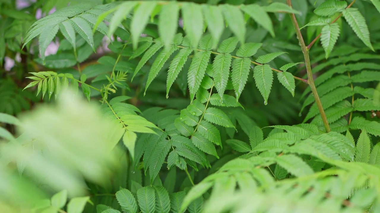 雨中树叶特写视频素材