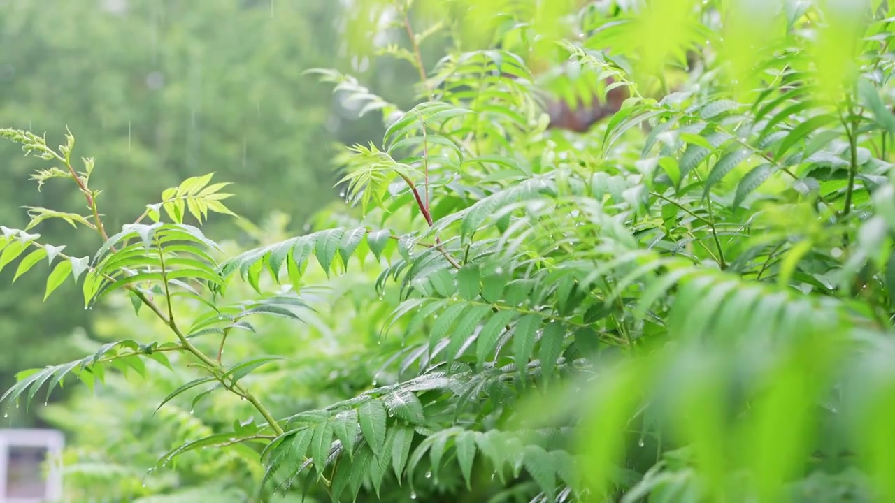 雨中树叶特写视频素材