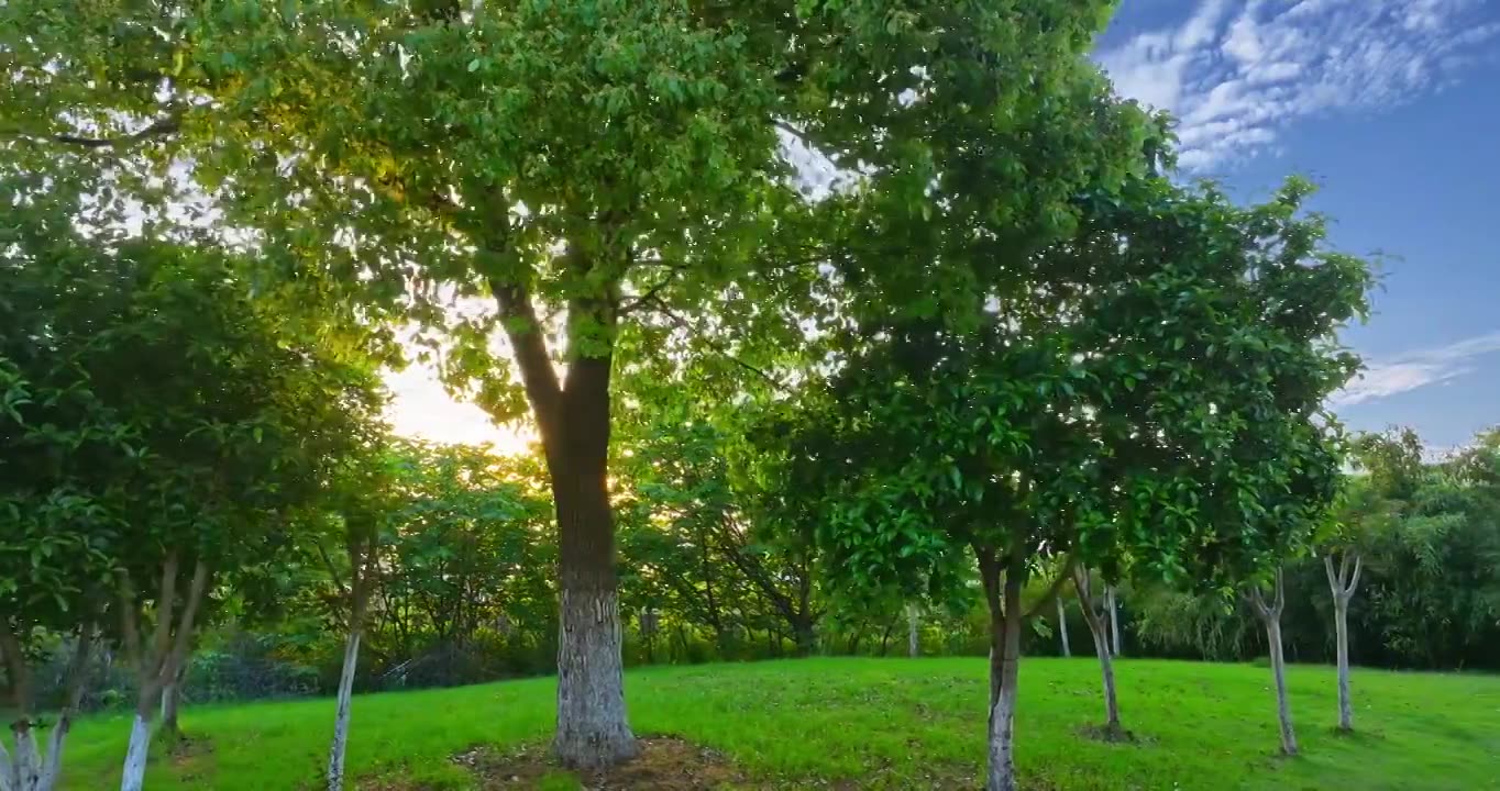 树林背景，阳光透过树林照射出来视频素材