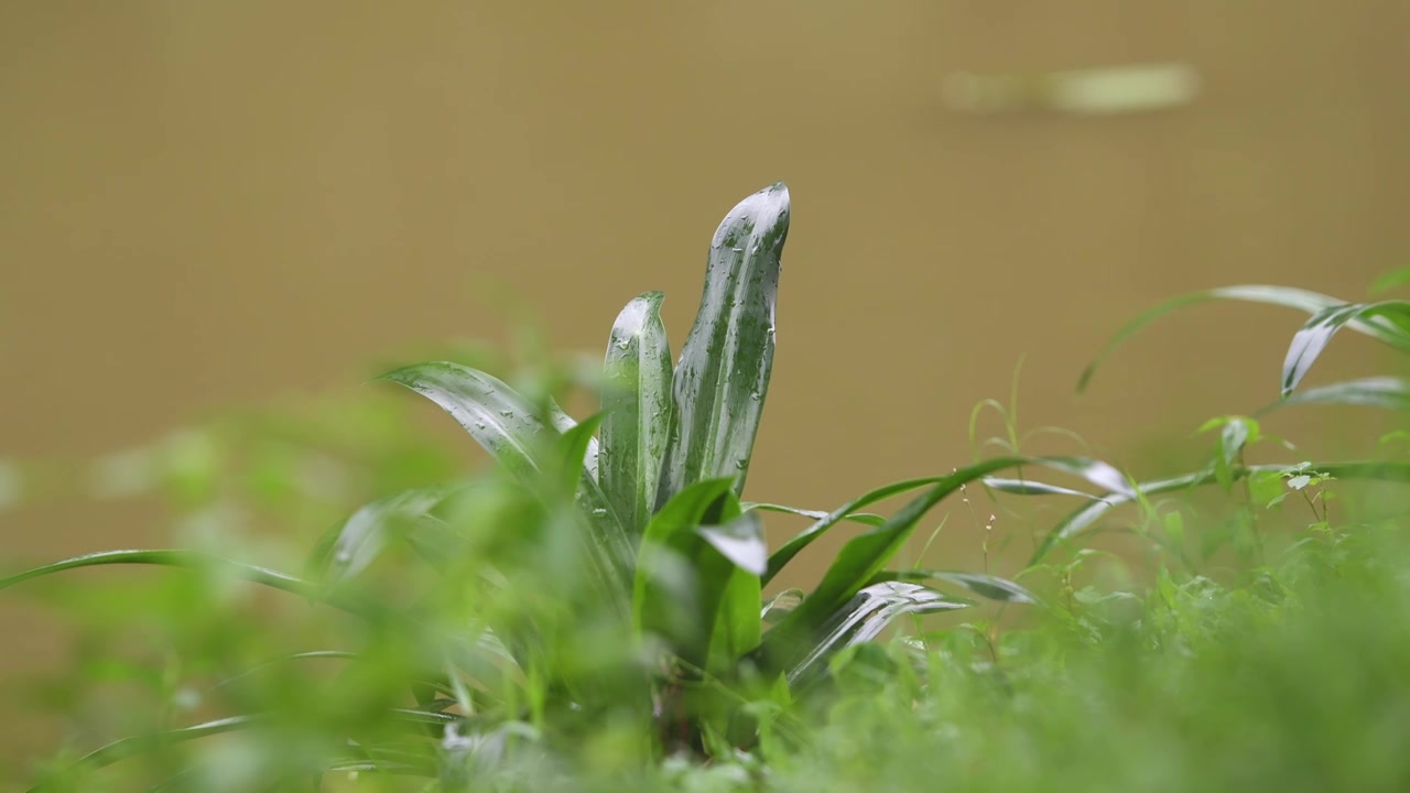 雨天河边的小草视频素材