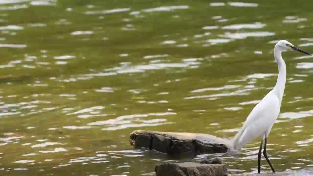 一只白鹭在湖边觅食视频素材