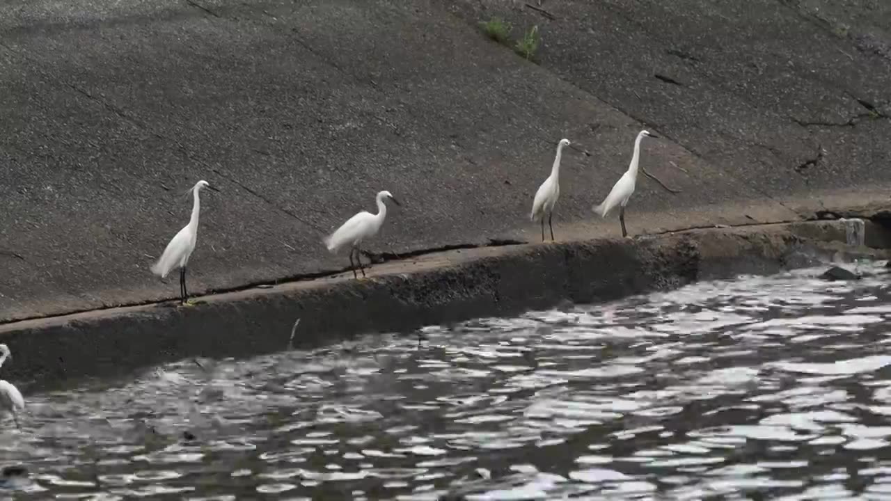 一群白鹭在湖边觅食视频素材