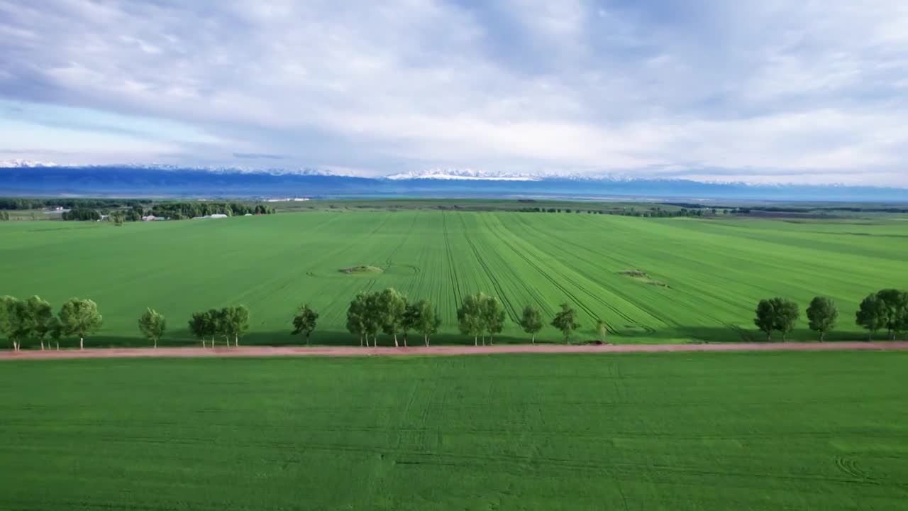 雪山下的田园风光小麦田合集视频素材