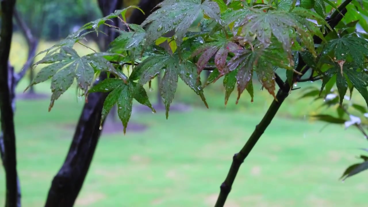 大自然下雨雨滴树梢枫叶特写前景对焦视频素材