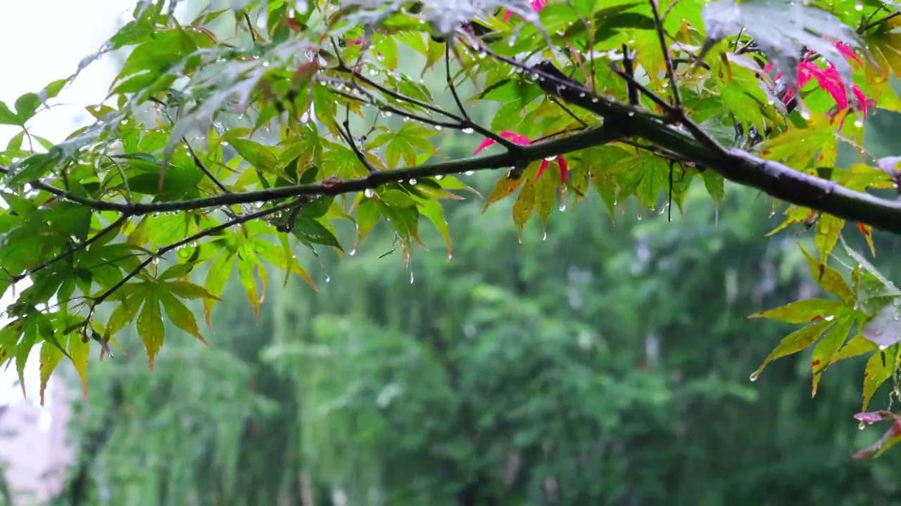 大自然下雨雨滴树梢枫叶特写前景对焦视频素材