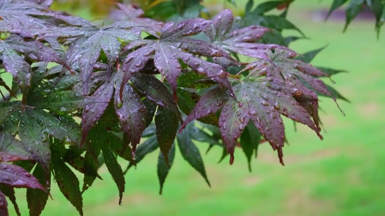 大自然下雨雨滴树梢枫叶特写前景对焦视频素材