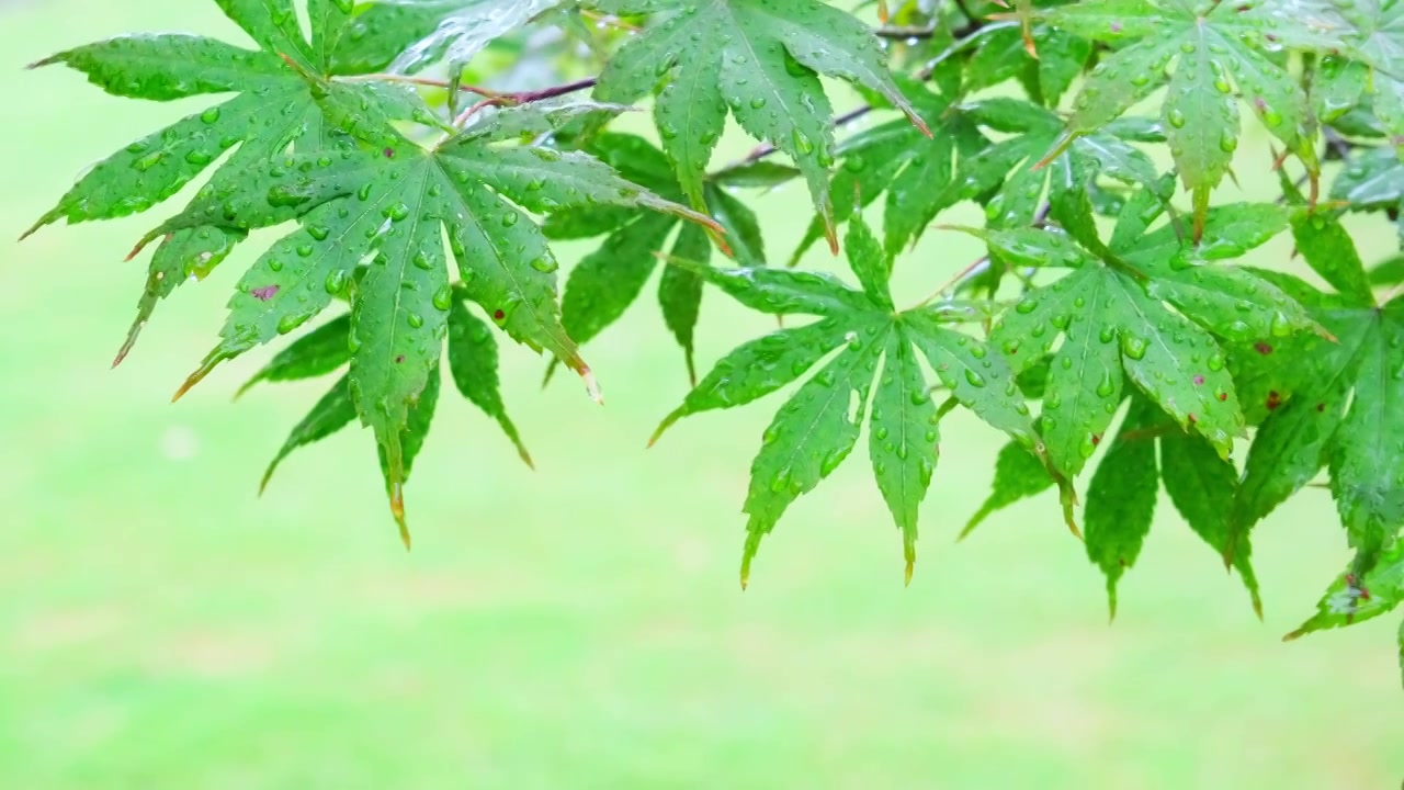 大自然下雨雨滴树梢枫叶特写前景对焦视频素材