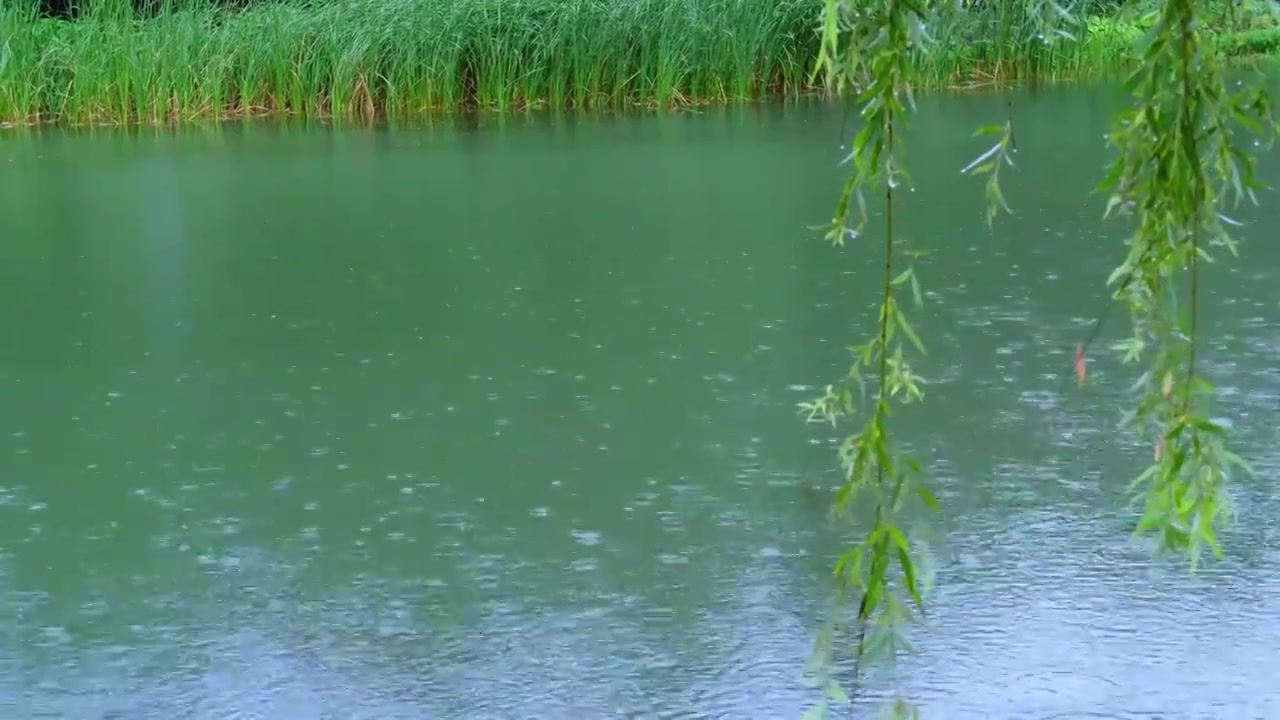 雨季湖水下雨雨滴波纹视频素材