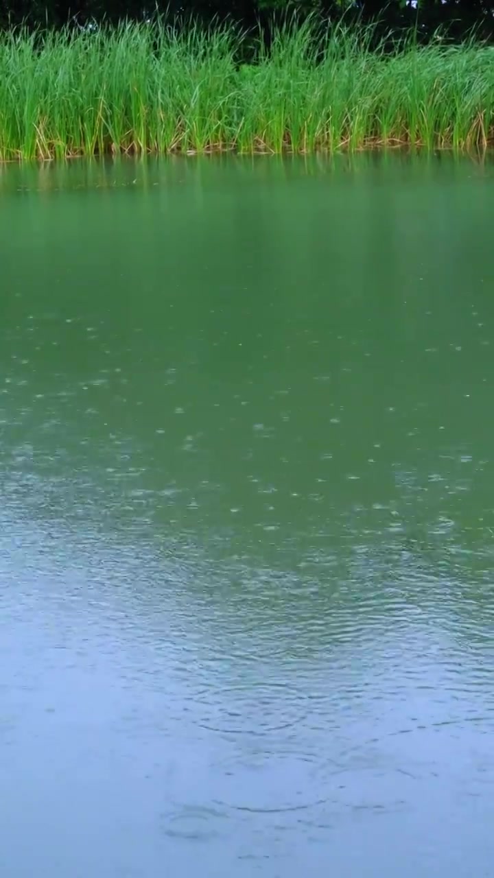 雨季湖水下雨雨滴波纹视频素材