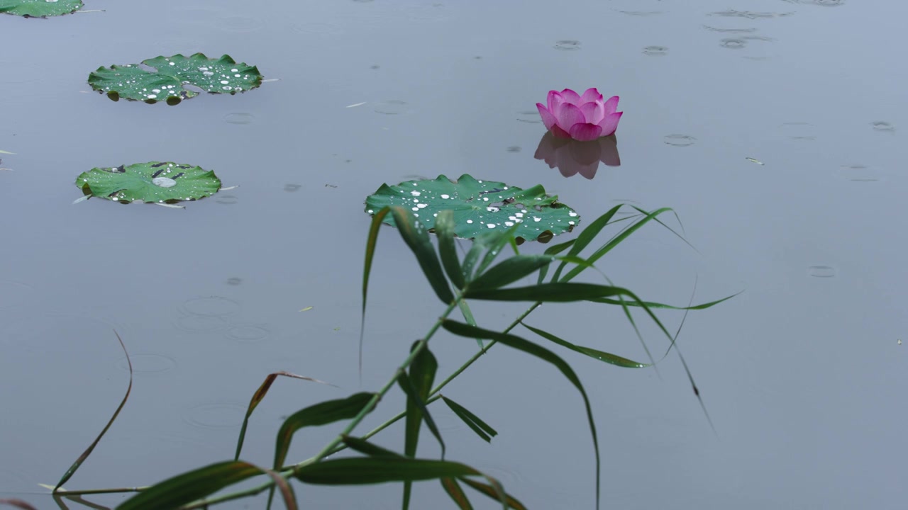 雨中的荷花，荷塘的鸭子视频素材