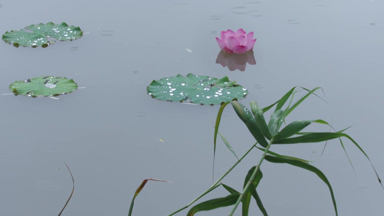 雨中的荷花，荷塘的鸭子视频素材