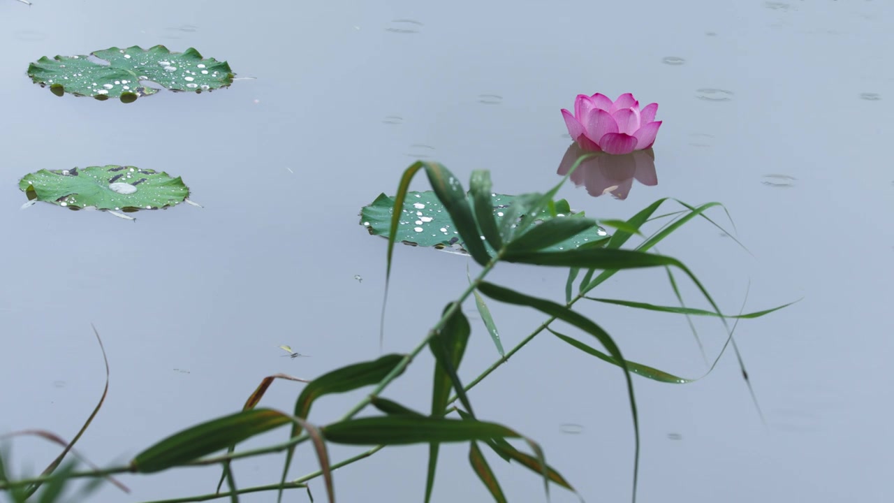 雨中的荷花，荷塘的鸭子视频素材