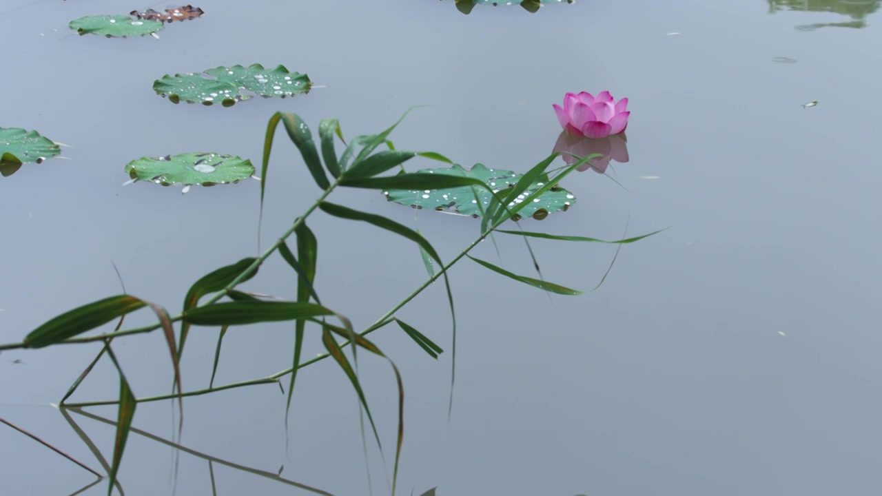 雨中的荷花，荷塘的鸭子视频素材