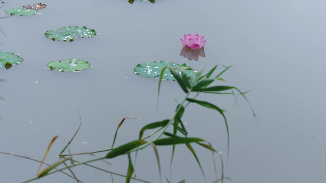 雨中的荷花，荷塘的鸭子视频素材