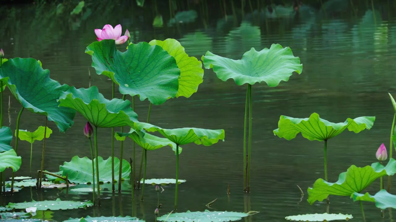 雨中的荷花，荷塘的鸭子视频素材