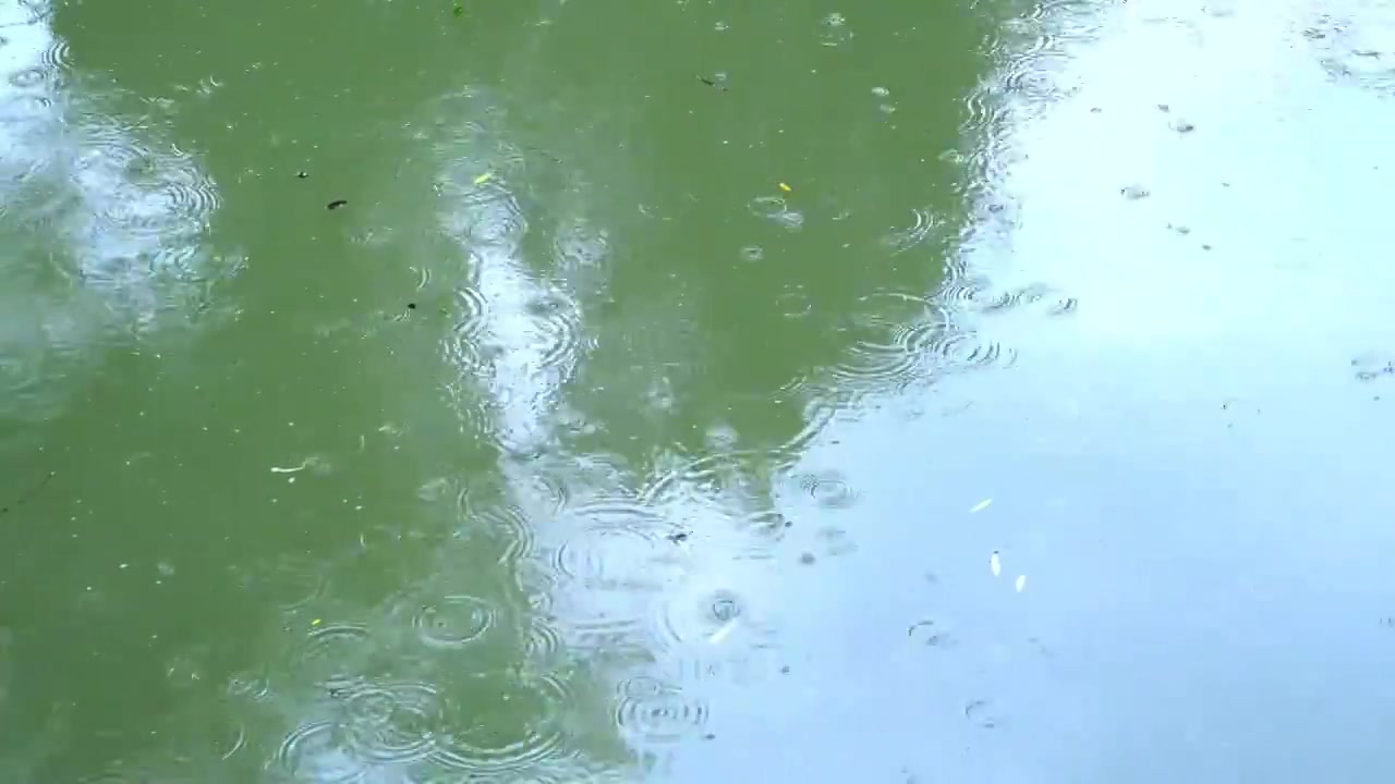 下雨水面上的雨滴，产生波纹，反射树的影子视频素材