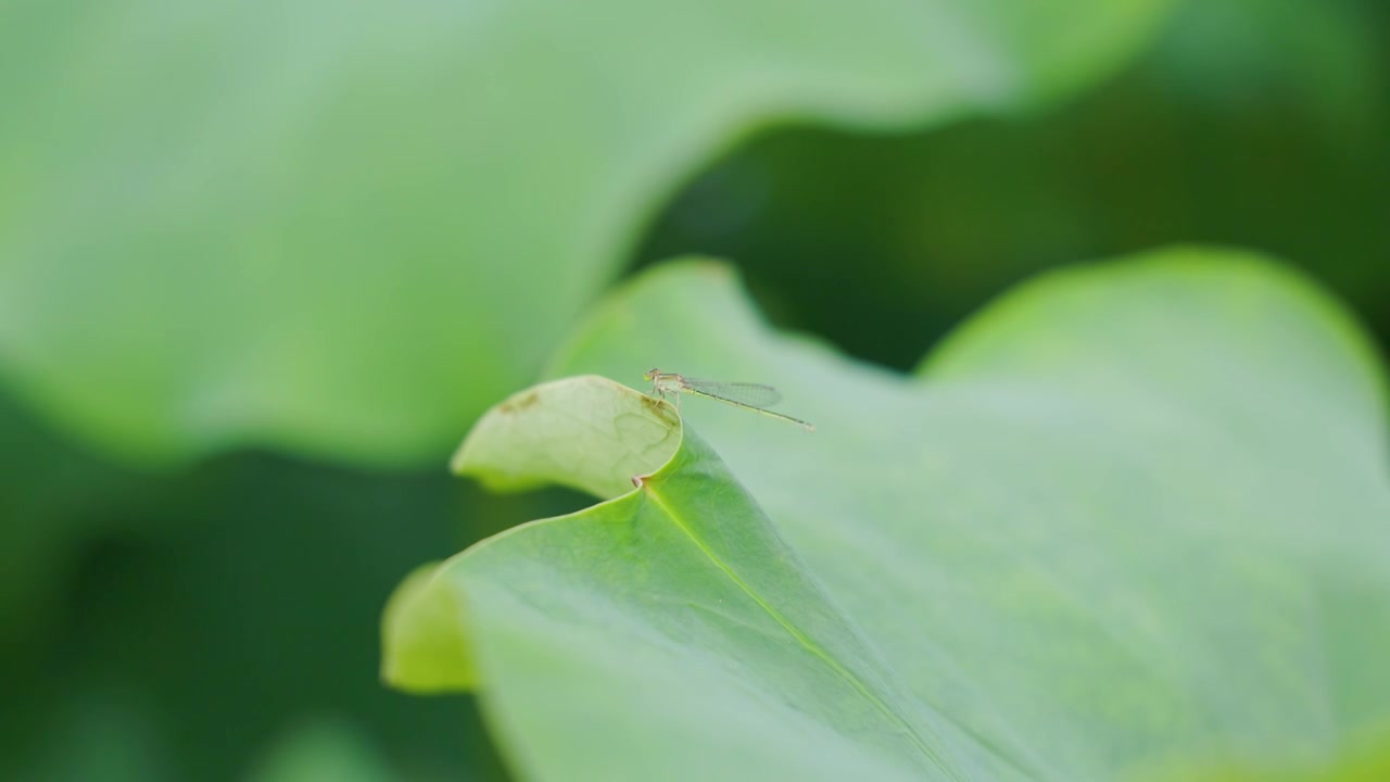 夏日阳光微风中的荷花视频素材