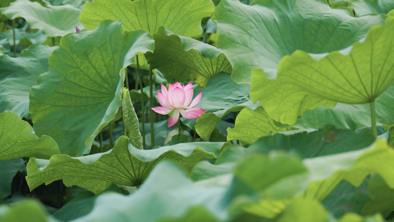 夏日阳光微风中的荷花视频素材