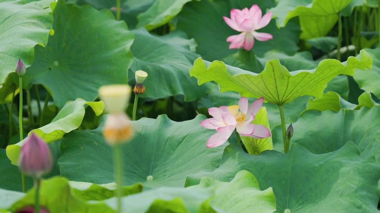 夏日阳光微风中的荷花视频素材