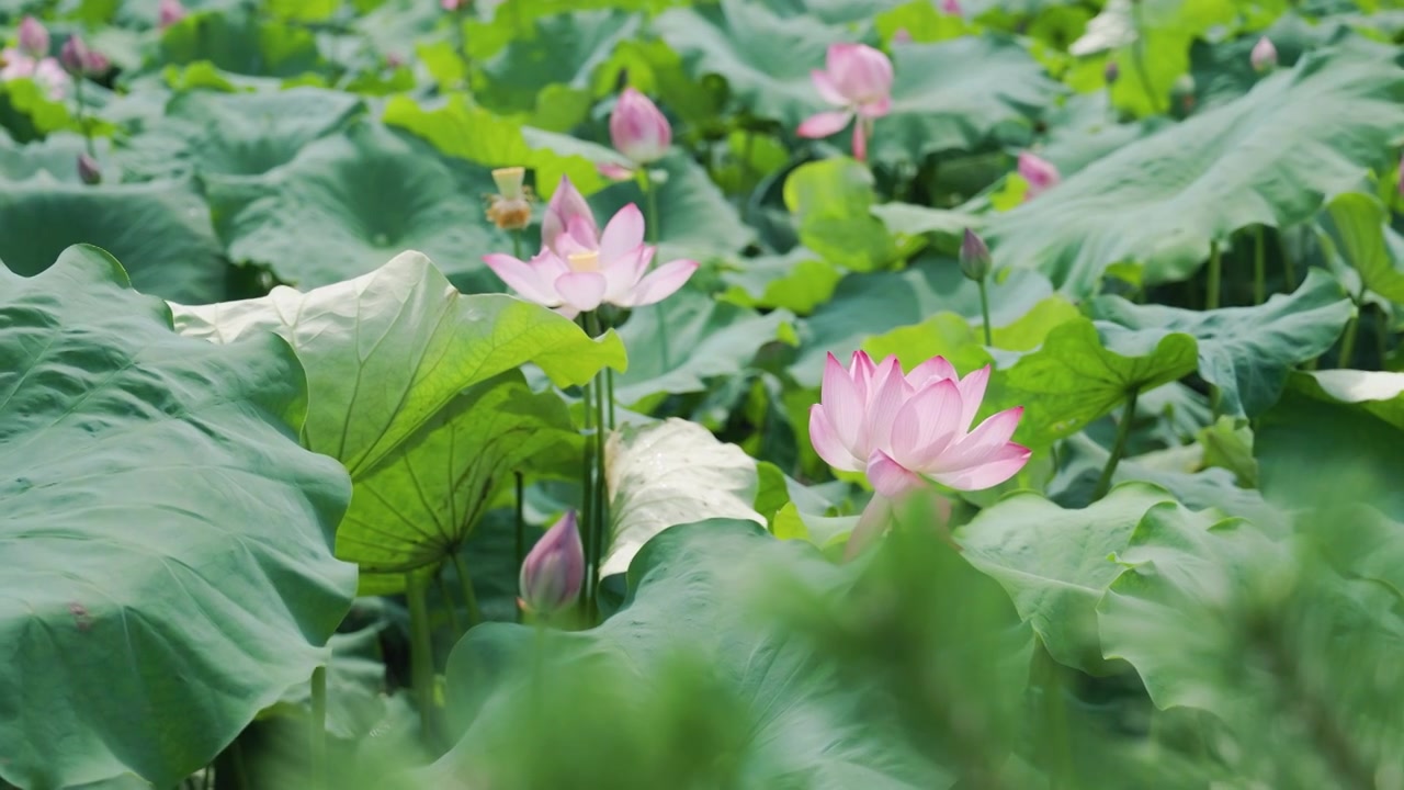 夏日阳光微风中的荷花视频素材