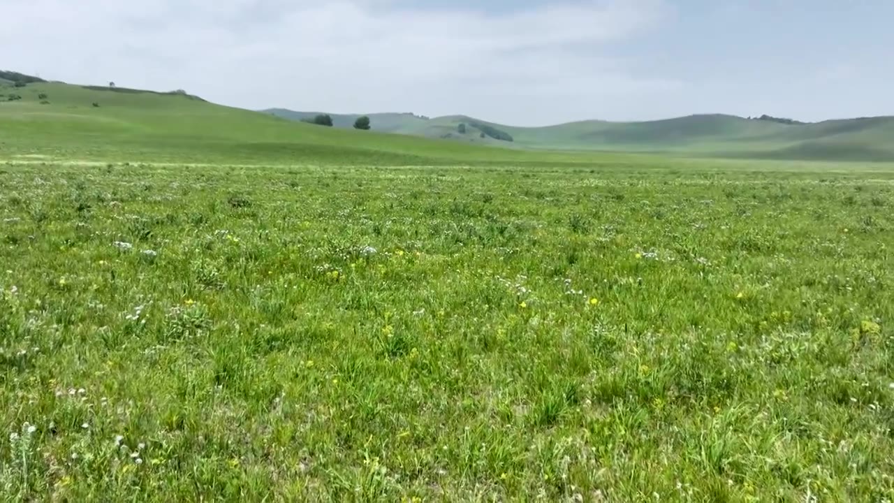 航拍夏季乌兰布统草原视频素材