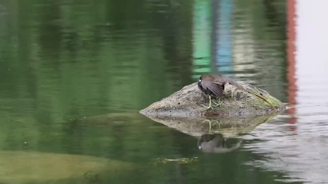 湖中间石头上的黑水鸡视频下载