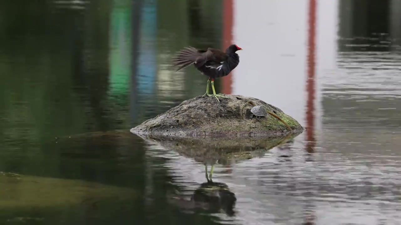 湖中间石头上的黑水鸡视频素材