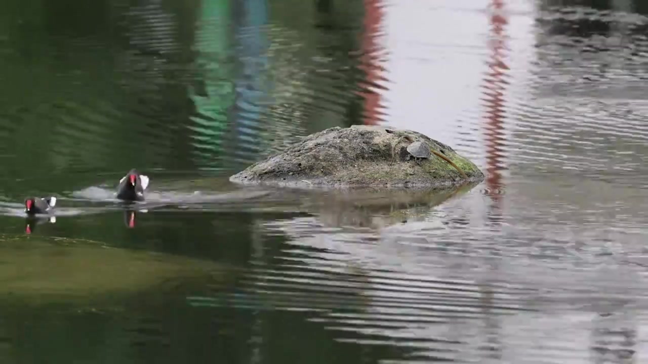 湖中间石头上的黑水鸡视频下载