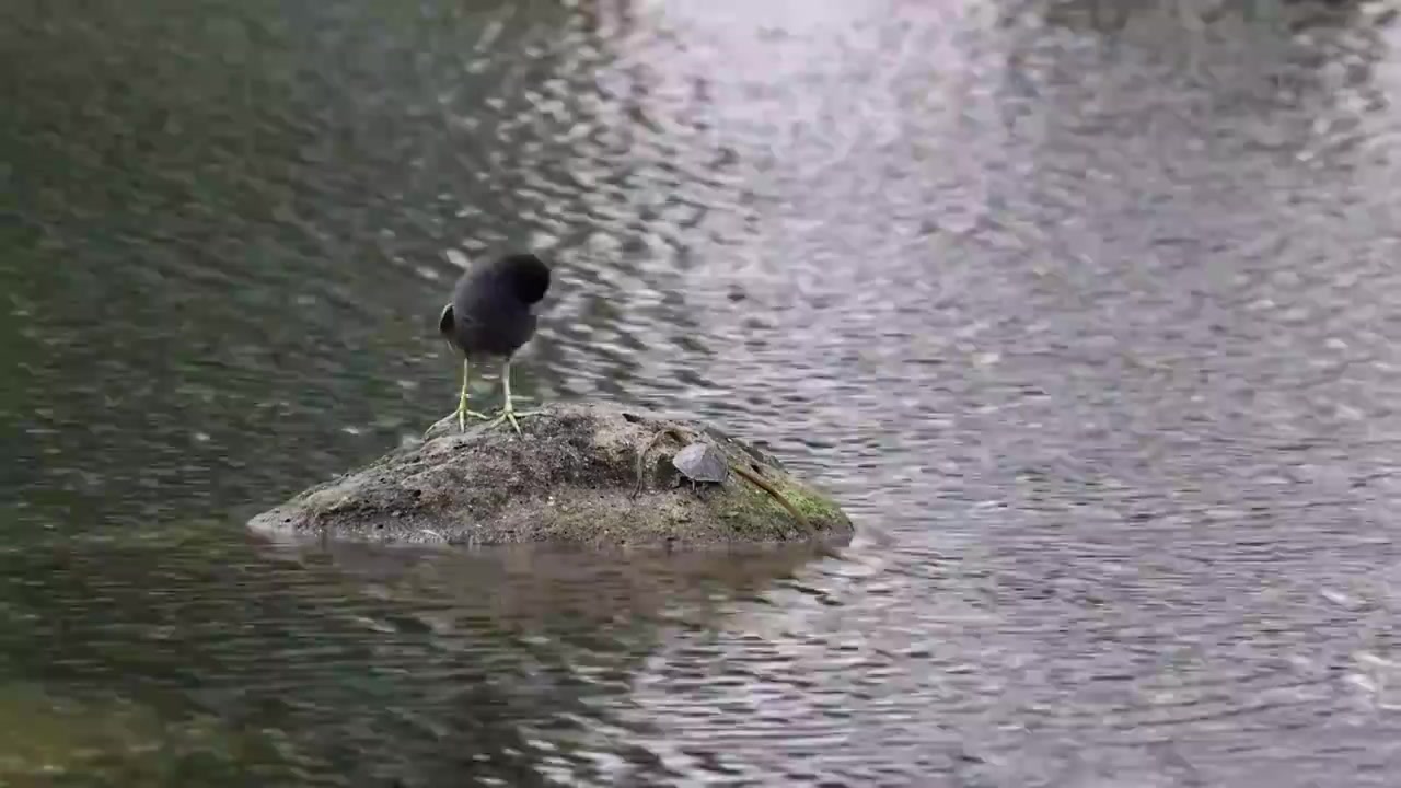 湖中间石头上的黑水鸡视频素材