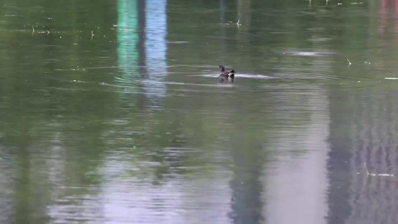 碧波荡漾的湖水和湖水中的黑水鸡视频素材