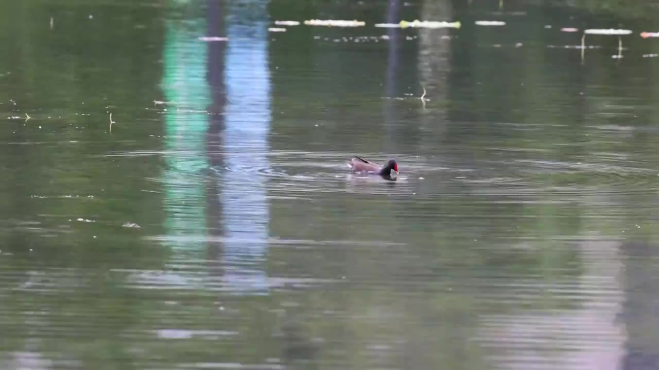 碧波荡漾的湖水和湖水中的黑水鸡视频下载