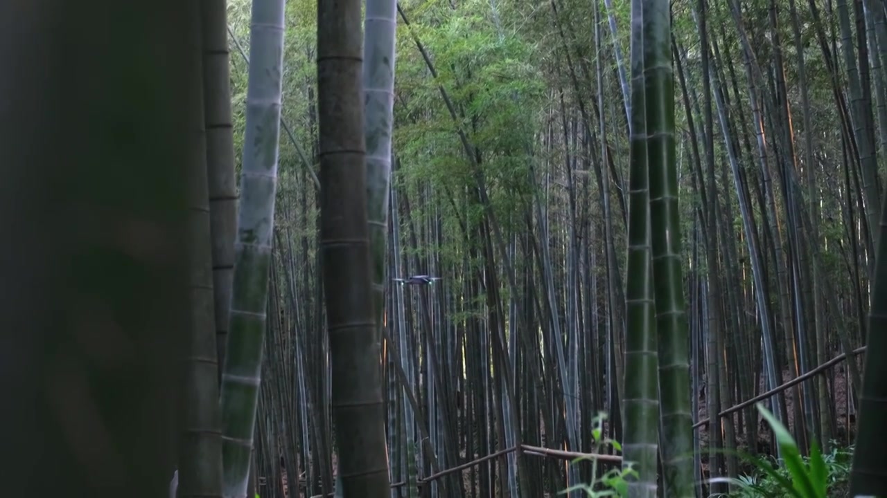 无人机在竹林里飞视频素材