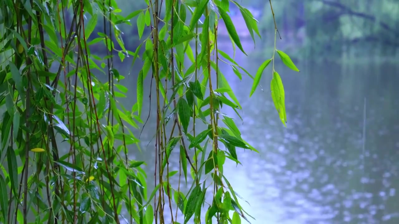 下雨天雨滴落在水面，柳枝叶子视频素材