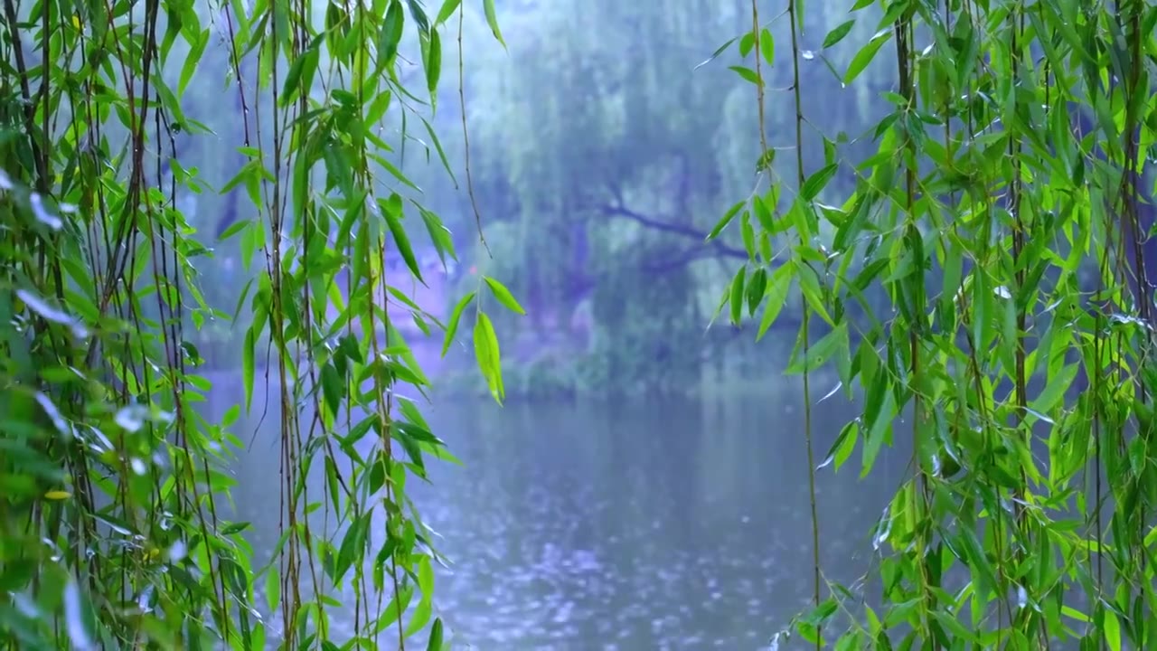 下雨天雨滴落在水面，柳枝叶子视频素材