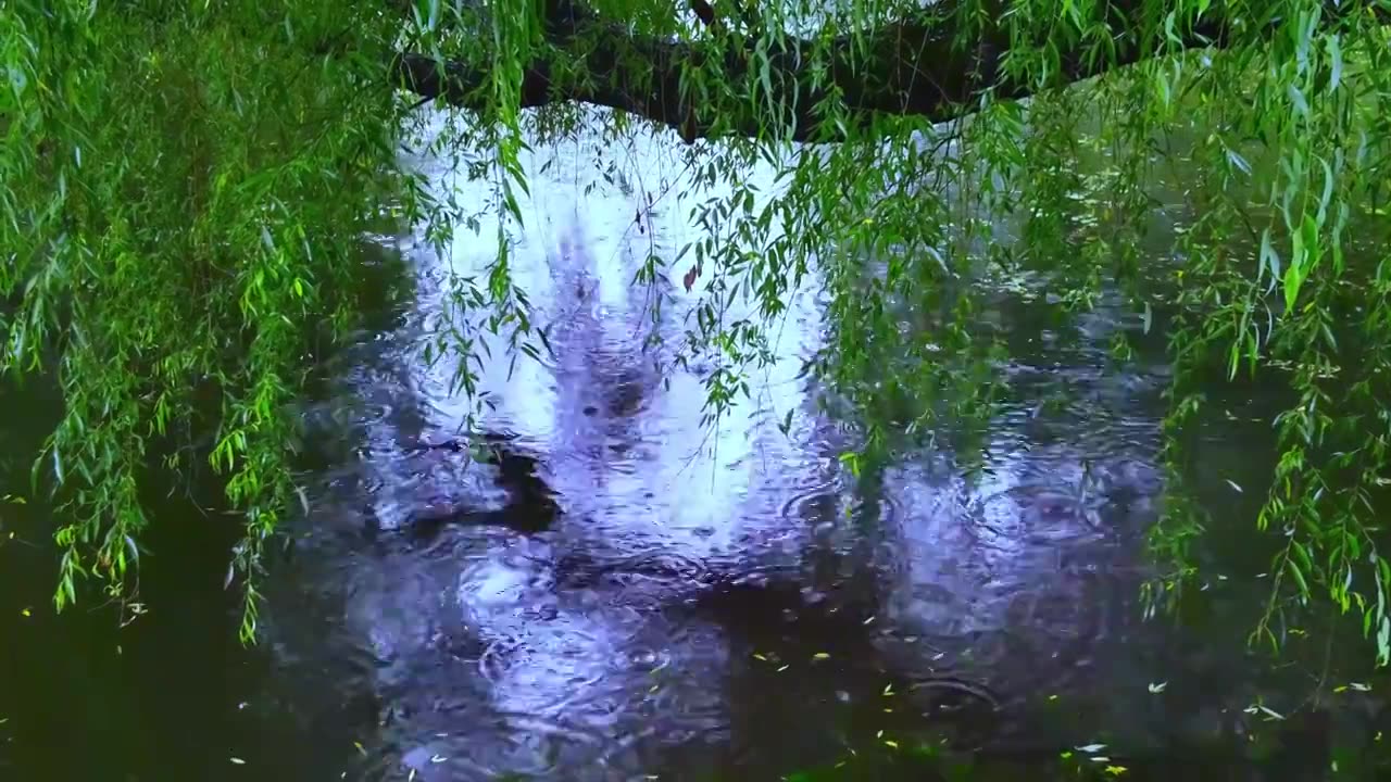 下雨天雨滴落在水面，柳枝叶子视频素材