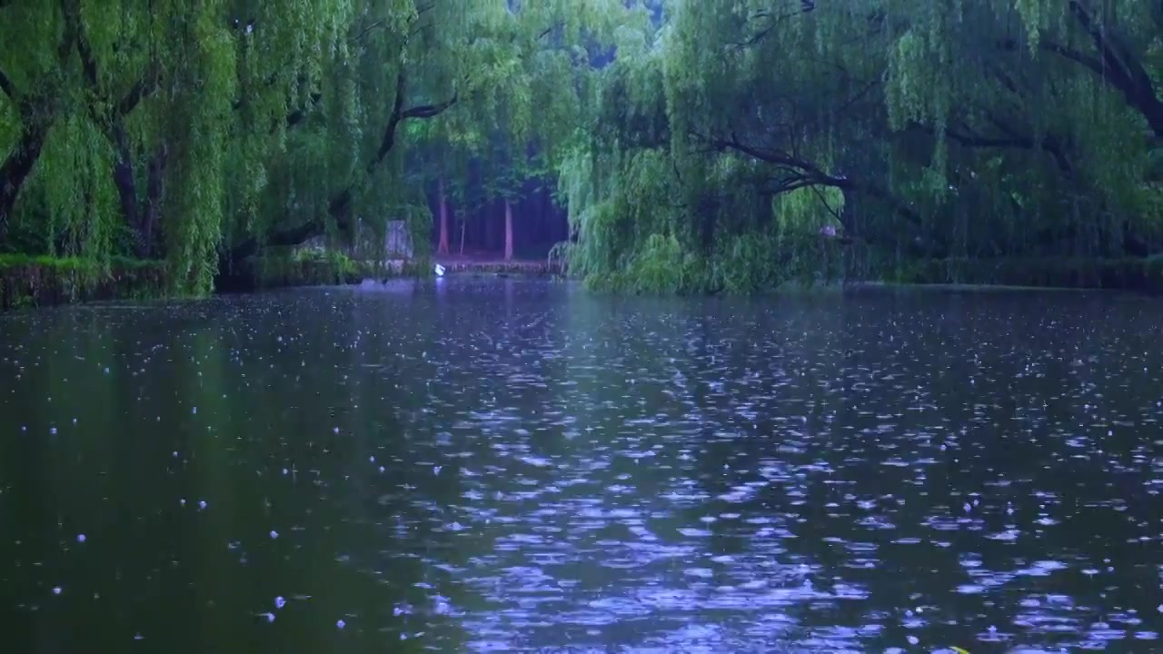 下雨天雨滴落在水面，柳枝，垂柳视频素材