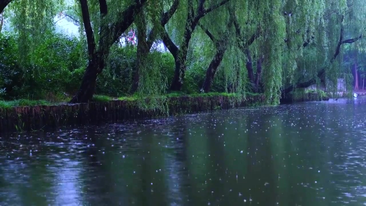 下雨天水面上波纹，河边一排柳树。视频素材